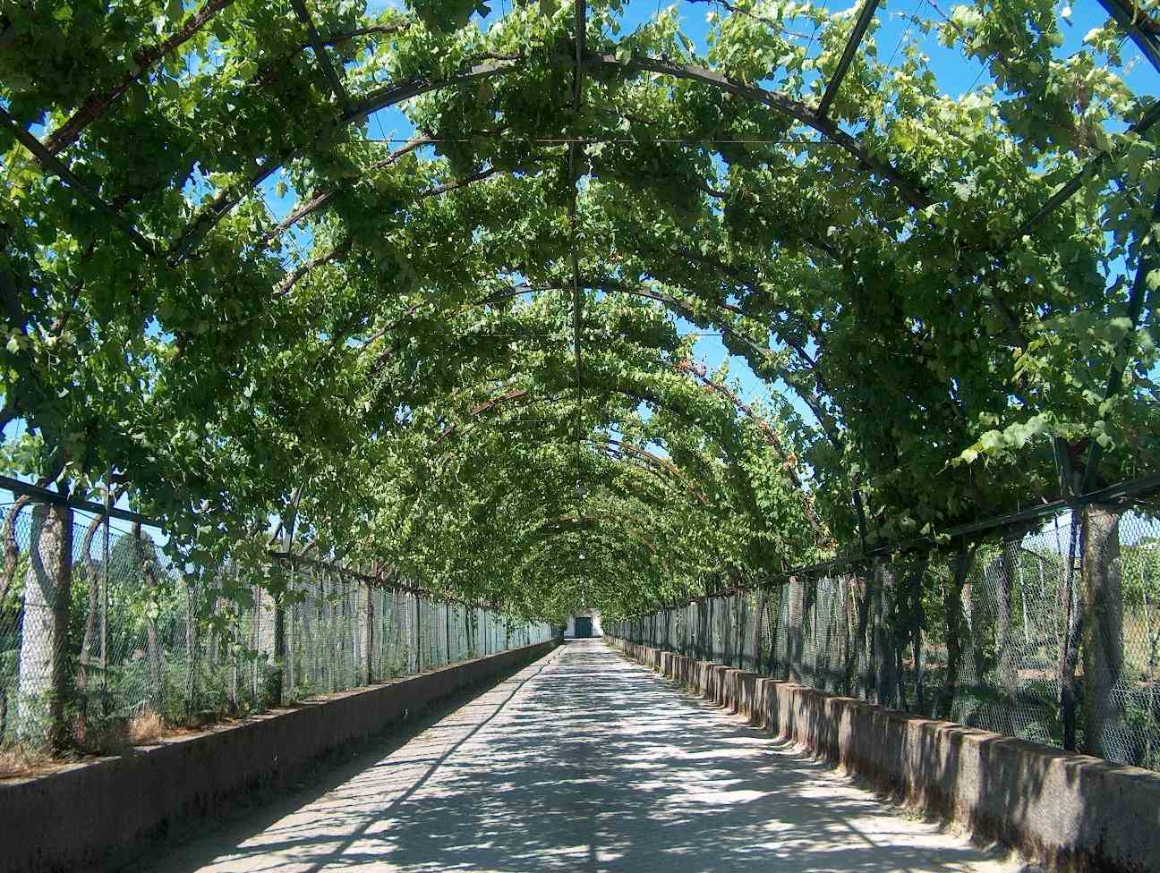 site_vinhoverde.jpg site_vinhoverde.jpg