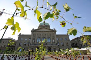Le 15 juin, les vignerons de «Féchy, vignoble classé» ont planté 400 pieds de chasselas pour un jour devant le Palais Fédéral à Berne.
