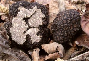 lib_truffes_Tuber_uncinatum-300x206.jpg